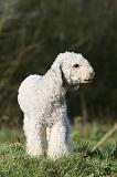 BEDLINGTON TERRIER 236